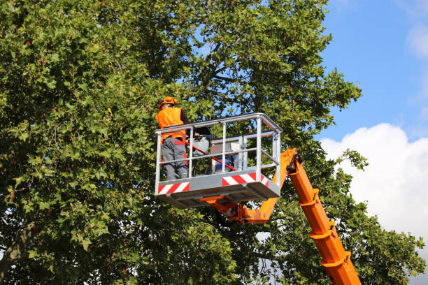 Best Tree Clearing Services  in Bothell West, WA